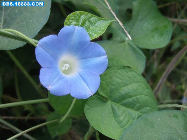 牵牛花 (29).JPG
