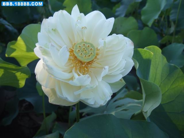 今年的荷花19 (1).JPG