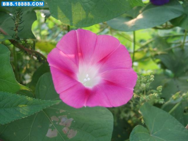 牵牛花 (20).JPG