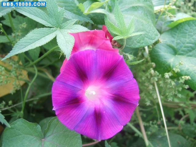 牵牛花 (21).JPG