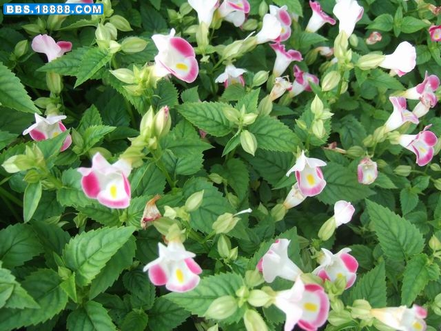 夏堇花开 (8).JPG