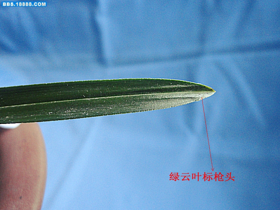 DSC07930_副本_副本.JPG