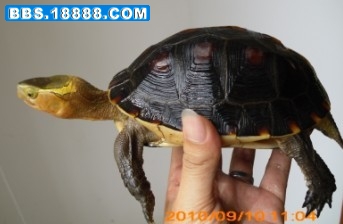 黄缘.jpg