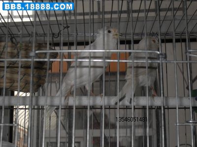 SDC10681.jpg