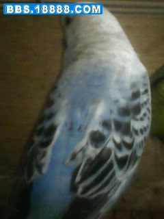 IMG0008A.jpg