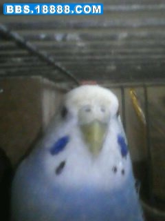 IMG0010A.jpg