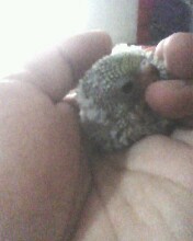 IMG0200A.jpg