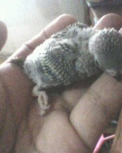 IMG0202A.jpg