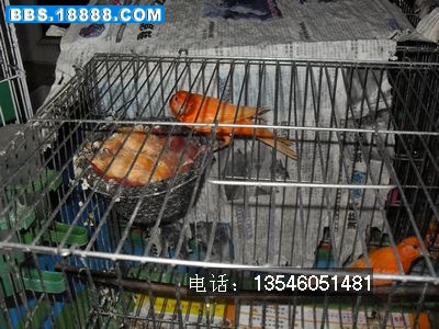 SDC10747.jpg