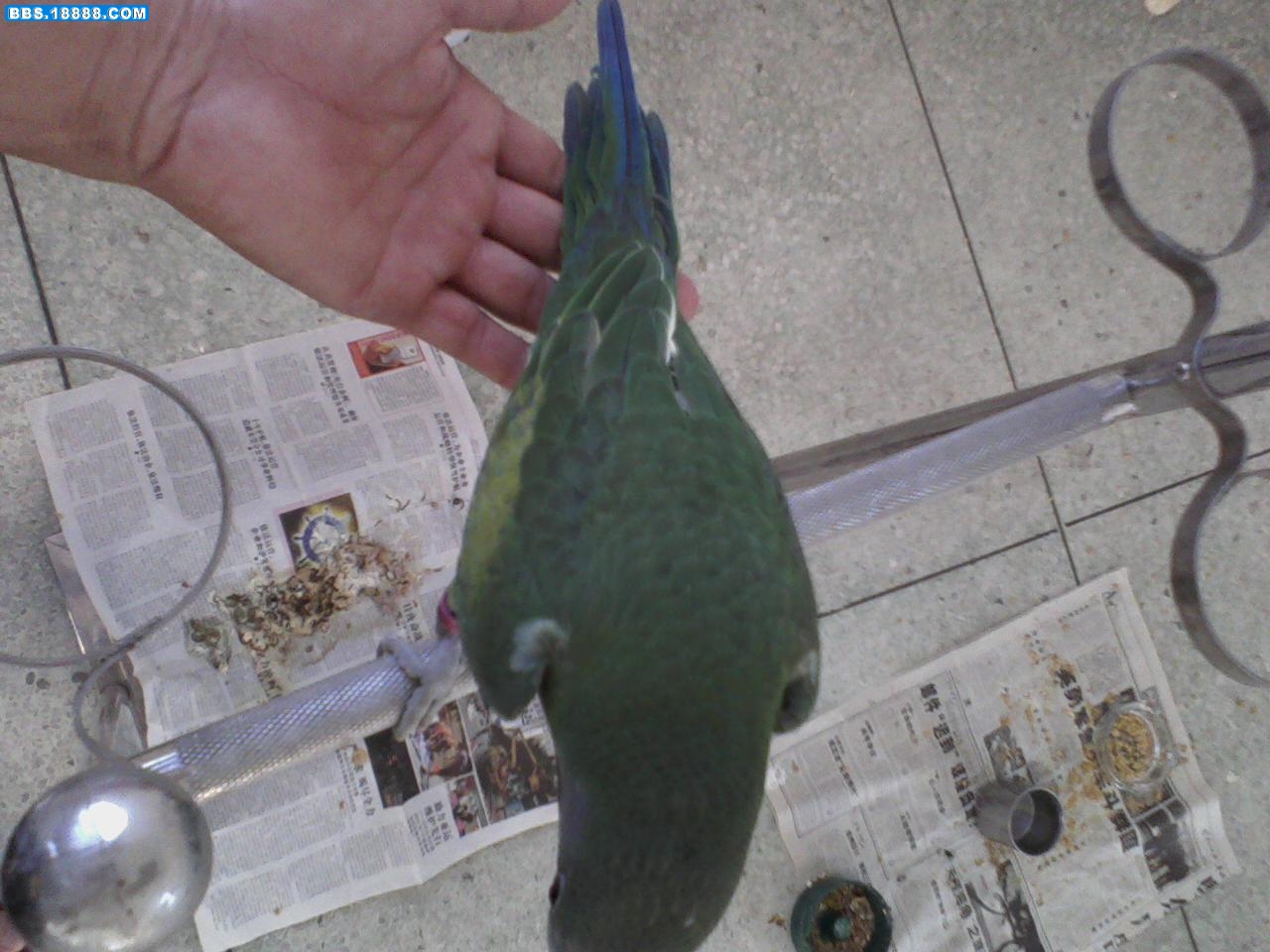P20-08-2011_07_46.JPG