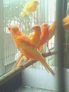 IMG0795A.jpg