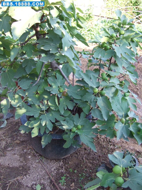 DSCF3720.JPG