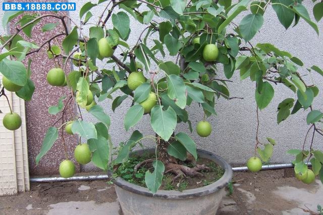 调整大小 DSCF3531.JPG