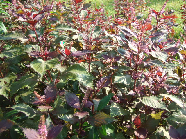 DSCF8847.JPG