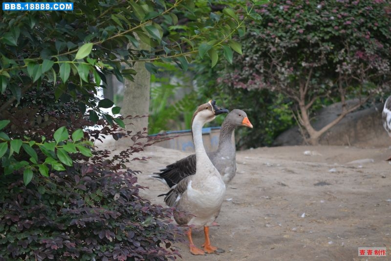 nEO_IMG_DSC_0081.jpg
