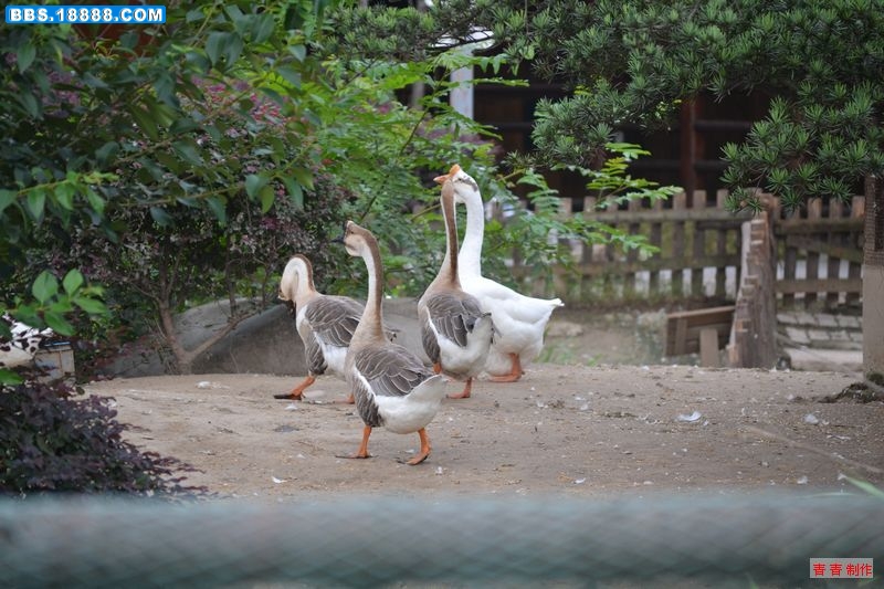 nEO_IMG_DSC_0071.jpg