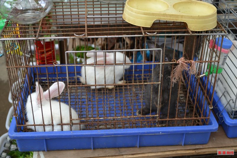 nEO_IMG_DSC_0081.jpg