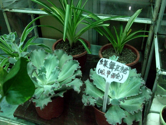 DSCF8153.jpg