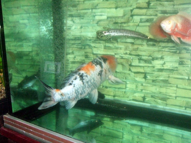DSCF8186.jpg