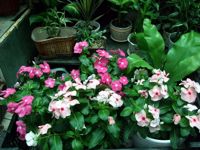 DSCF8135.jpg