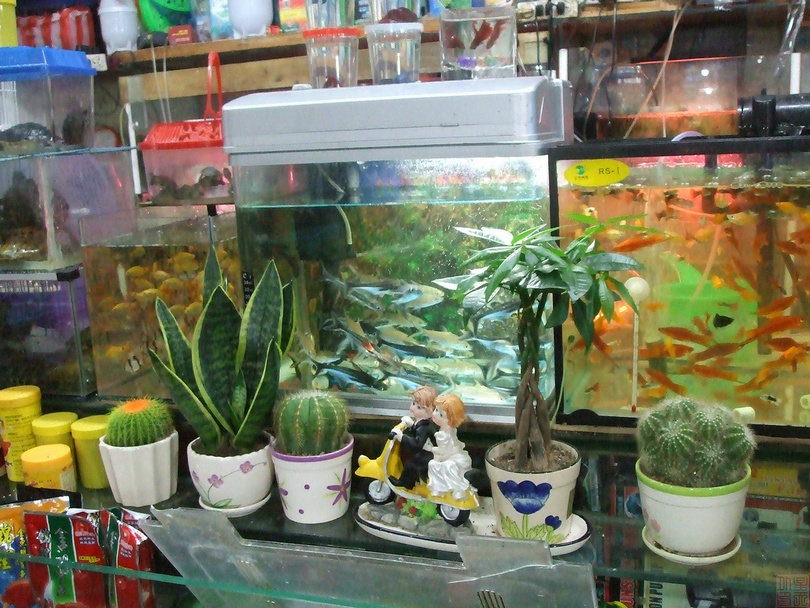DSCF8423.JPG