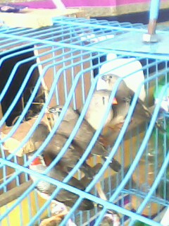 IMG0230A.jpg