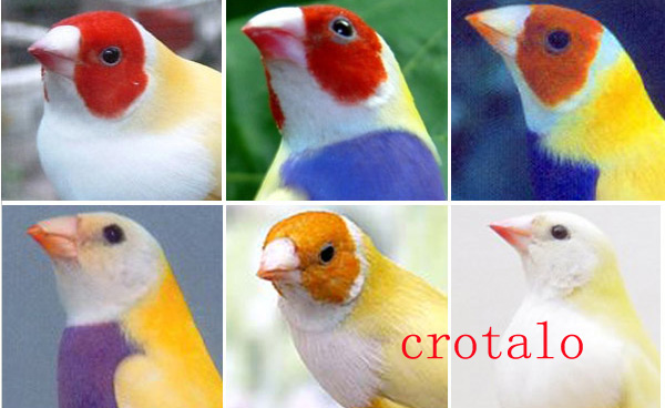 to crotalo g05.jpg