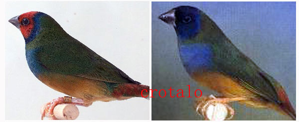to crotalo g005.jpg