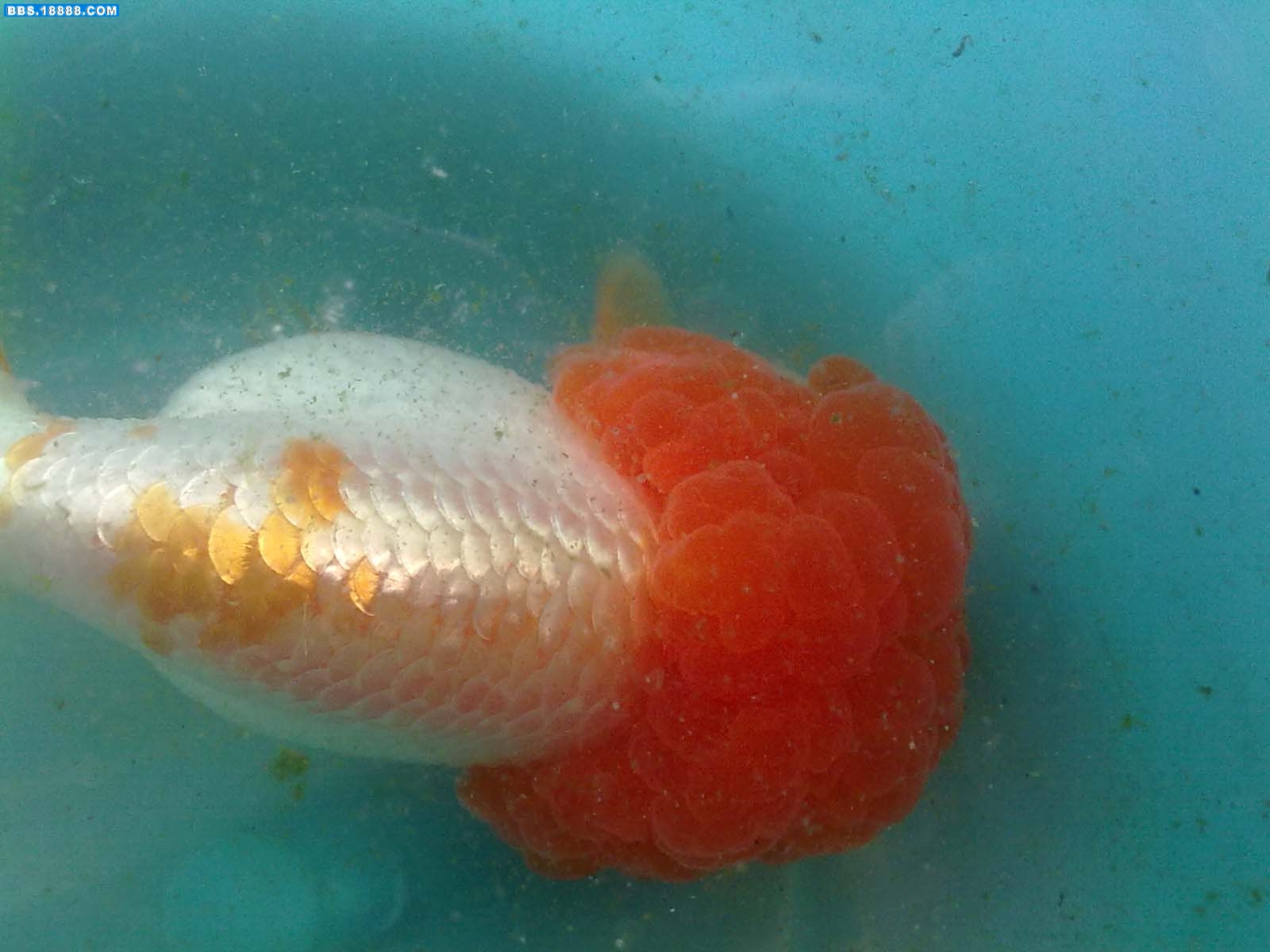 20110724176.jpg
