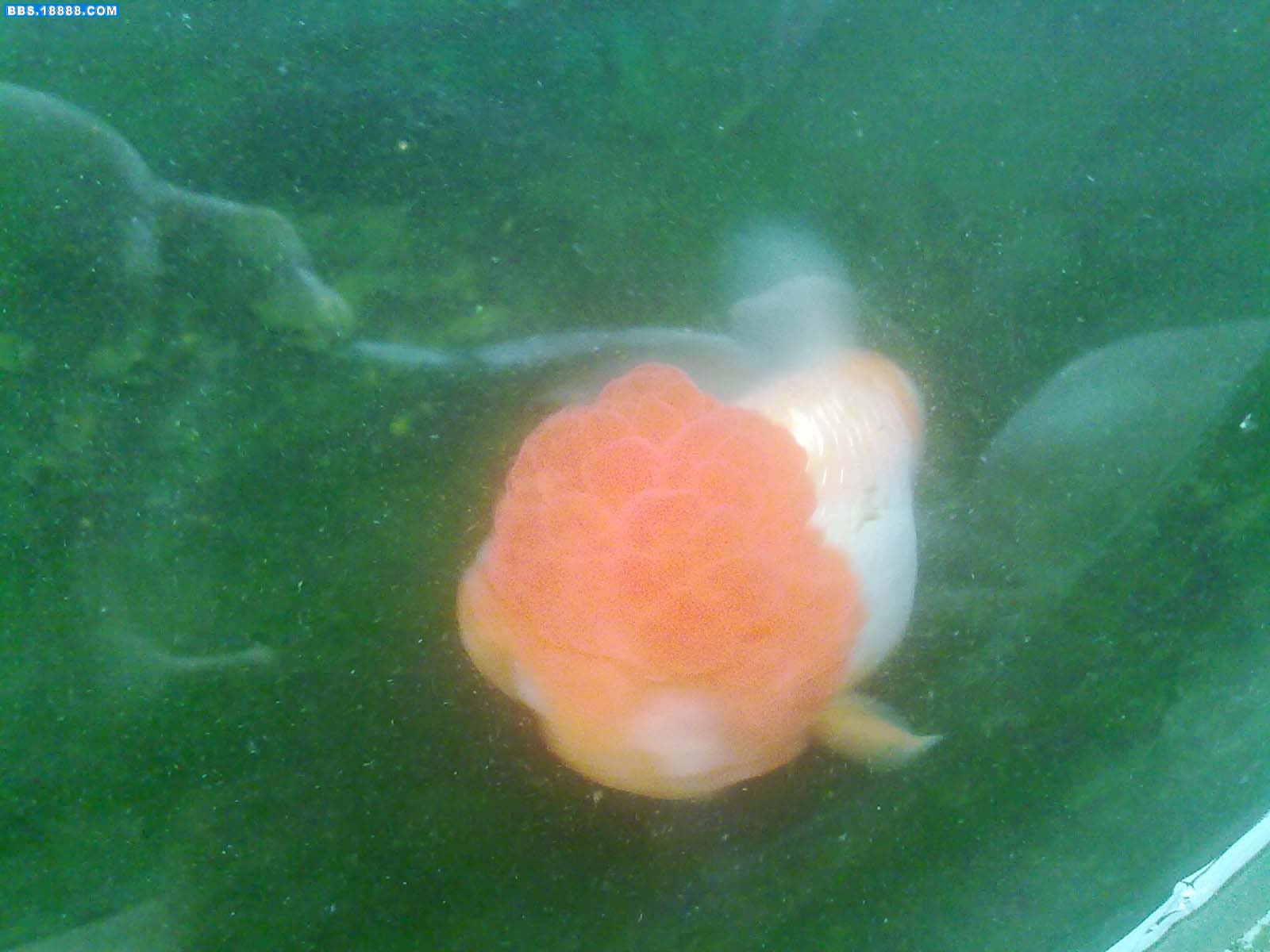 20110724178.jpg