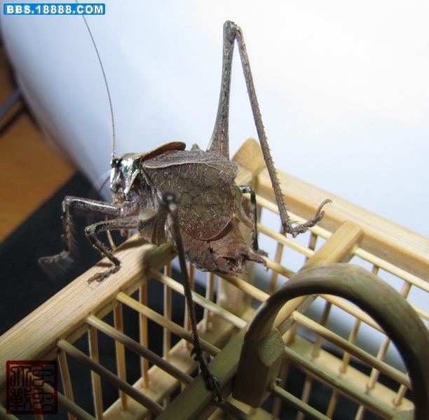 IMG_5864_调整大小.JPG