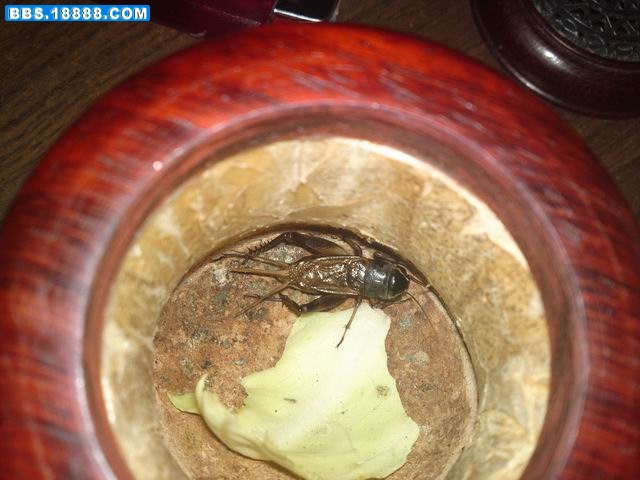 20110827762.JPG