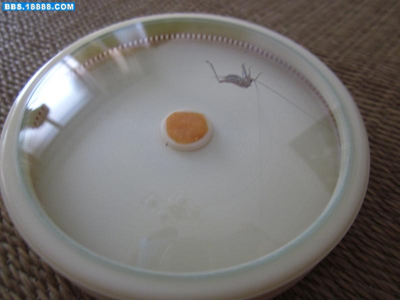 照片 005.jpg