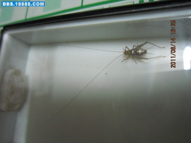 照片 042.jpg