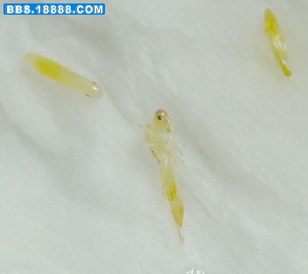 照片 037_conew1.jpg