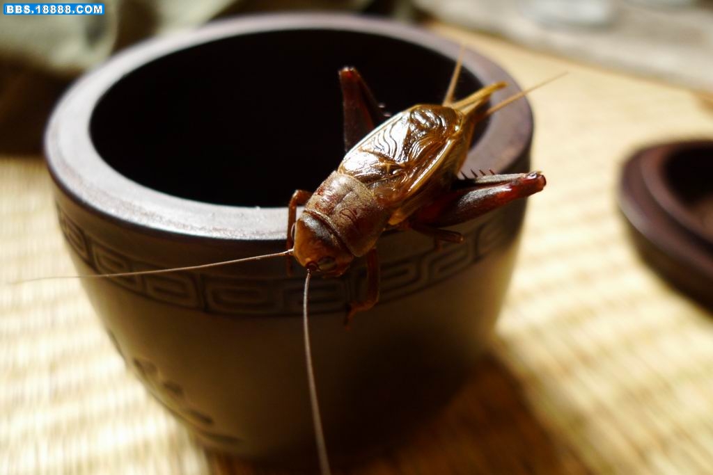 调整大小 P1000615.JPG