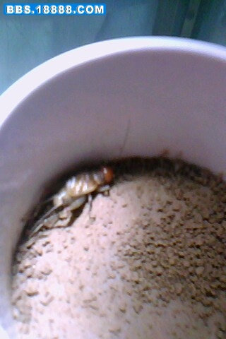 IMG0099A.jpg