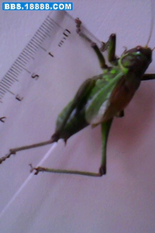 IMG0094A.jpg