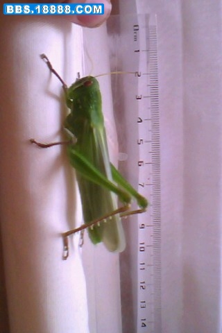 IMG0096A.jpg