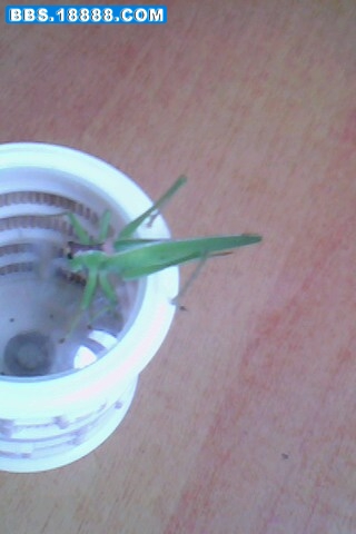 IMG0111A.jpg