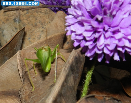 DSCN24912.jpg