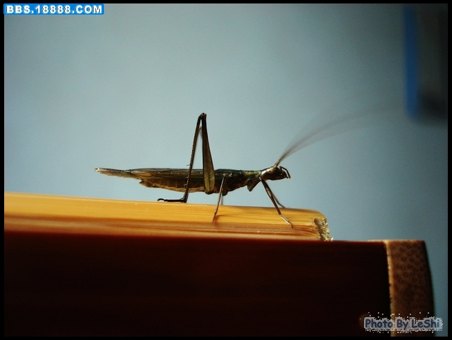 DSC09417.jpg