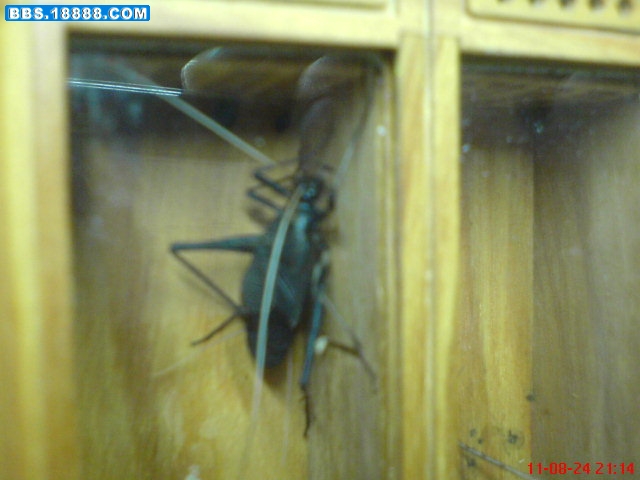 DSC00686.JPG