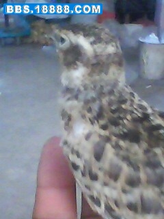IMG0330A.jpg