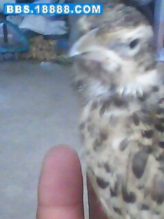 IMG0331A.jpg
