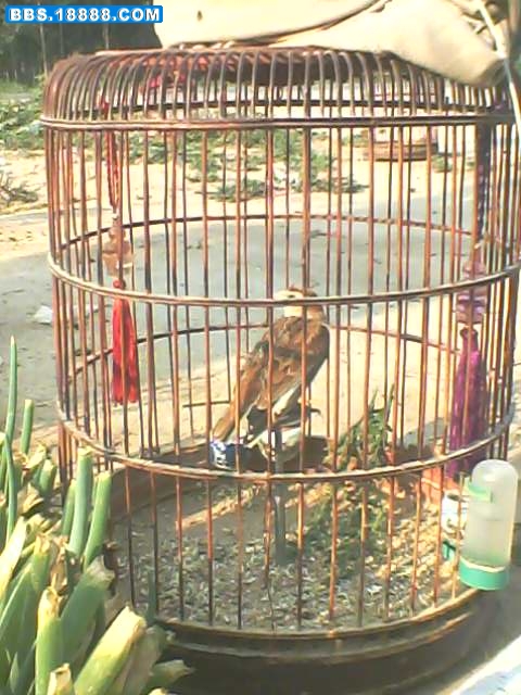 IMG2817A.jpg