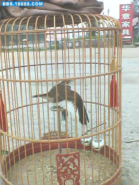 IMG2781A.jpg