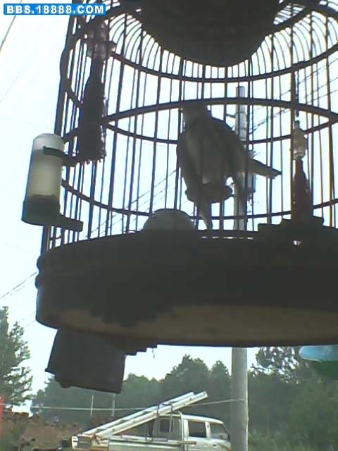 IMG2975A.jpg