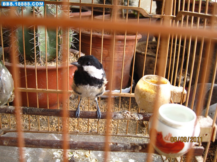 2011年8月9日贝子换装.jpg
