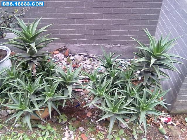 20110916138.jpg